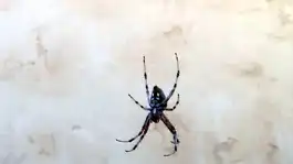 Orb Weaver Spider